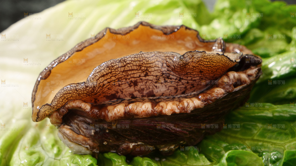 鲍鱼