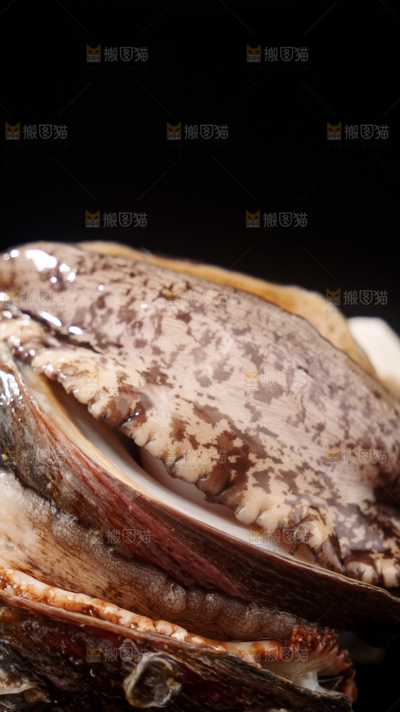 鲍鱼