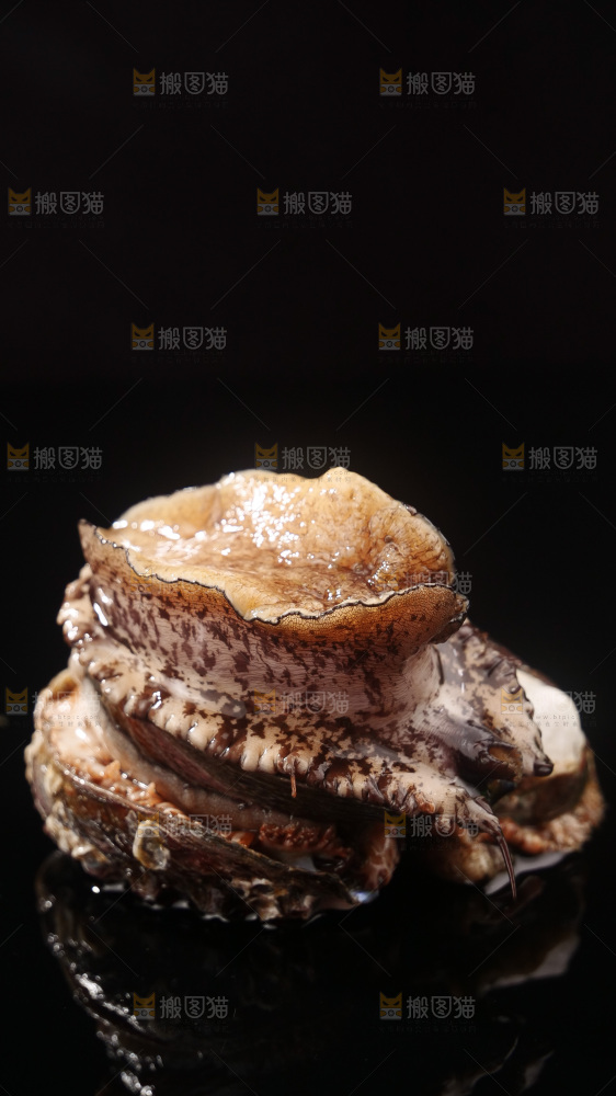 鲍鱼