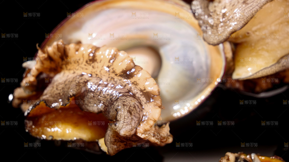 鲍鱼