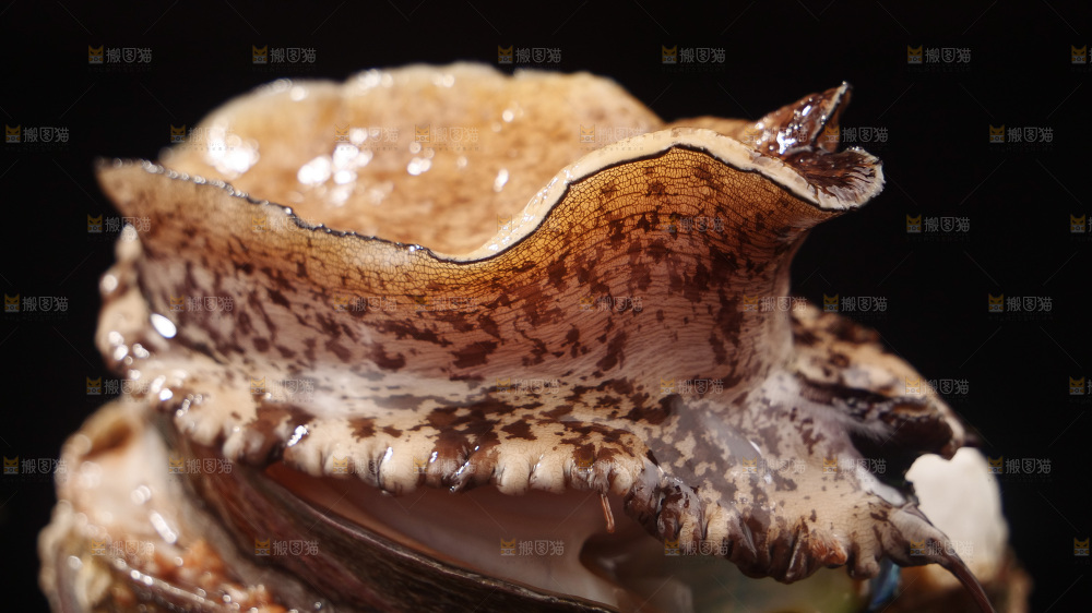 鲍鱼