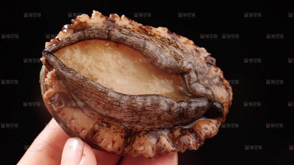 鲍鱼