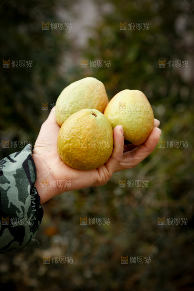 红心芭乐