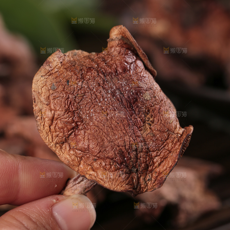 红乳牛肝菌
