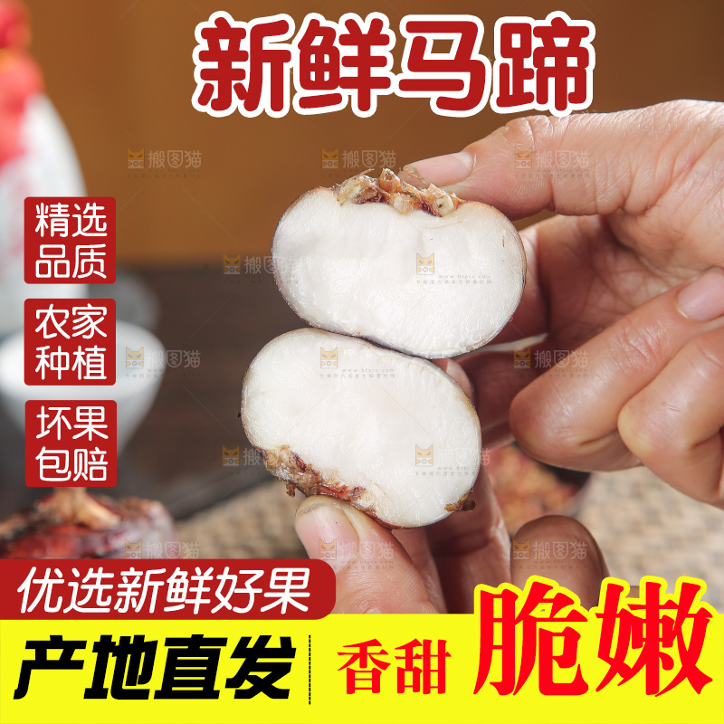 马蹄