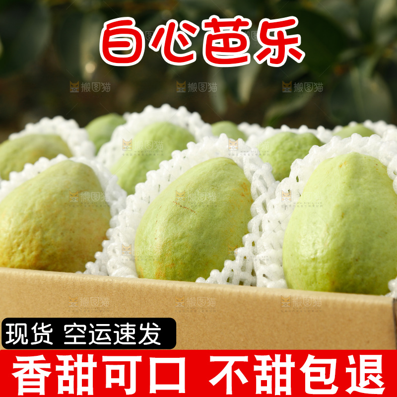 白心芭乐