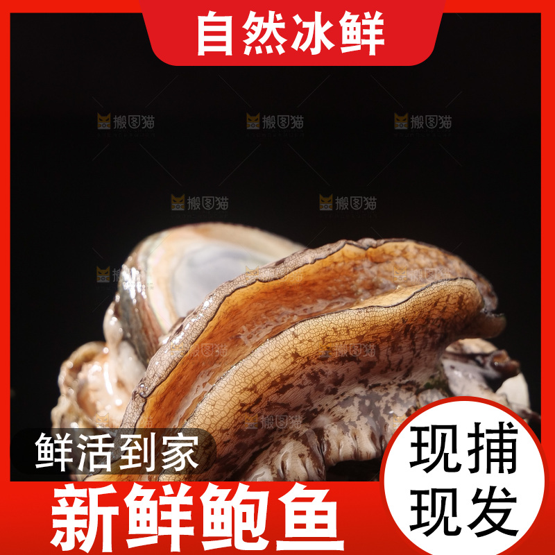 鲍鱼