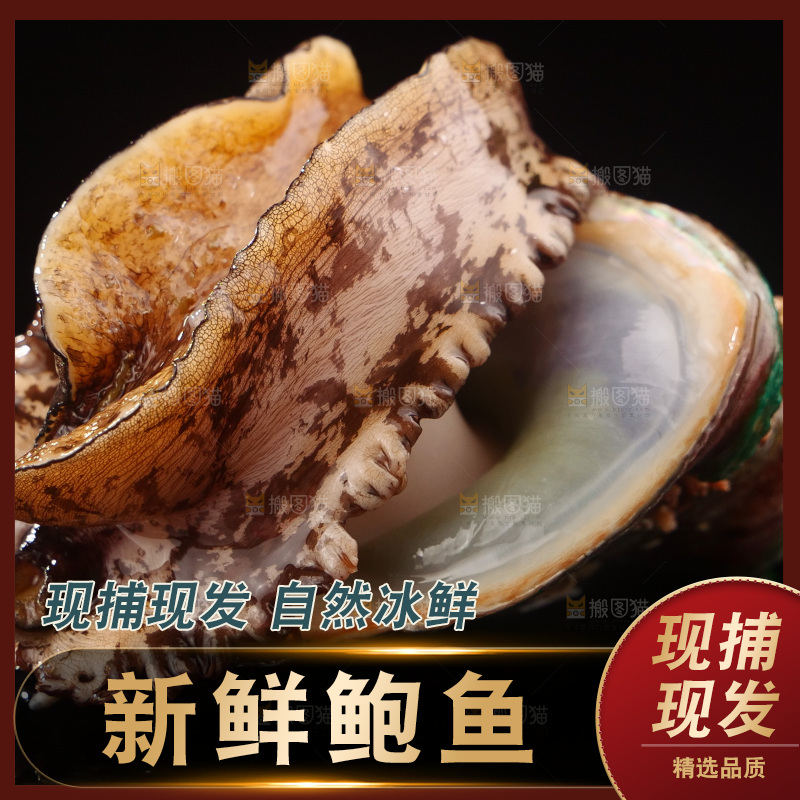 鲍鱼