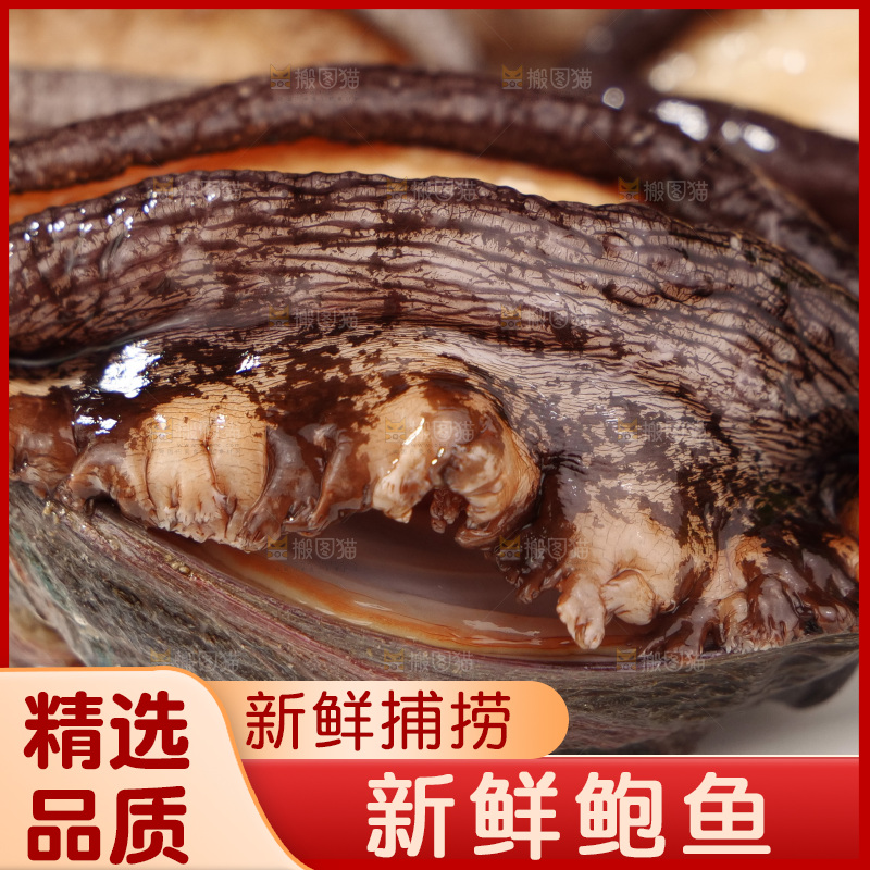 鲍鱼