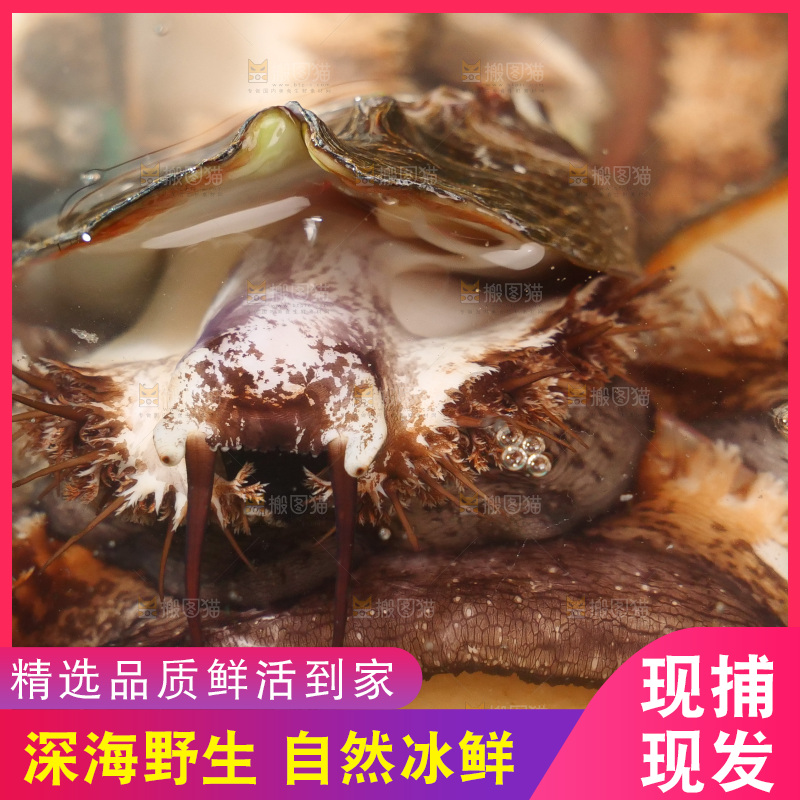鲍鱼