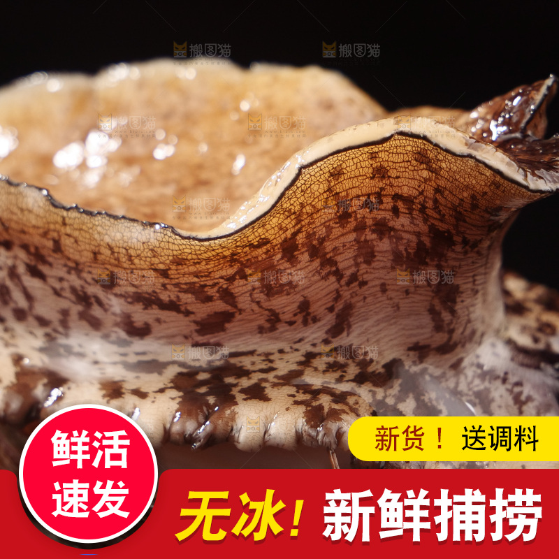 鲍鱼