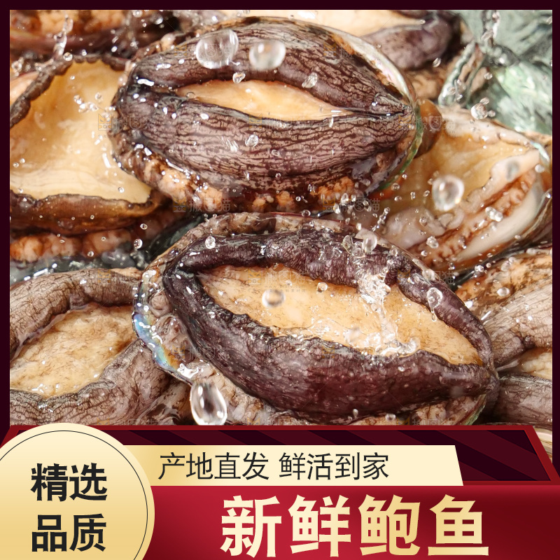 鲍鱼