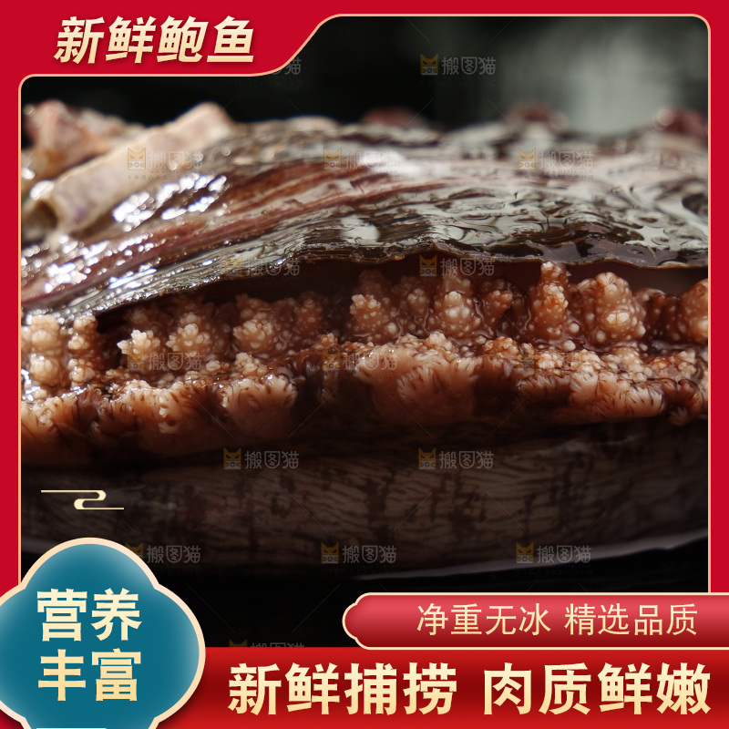 鲍鱼