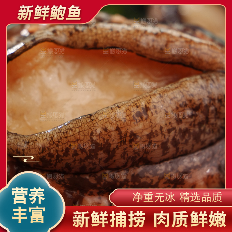 鲍鱼