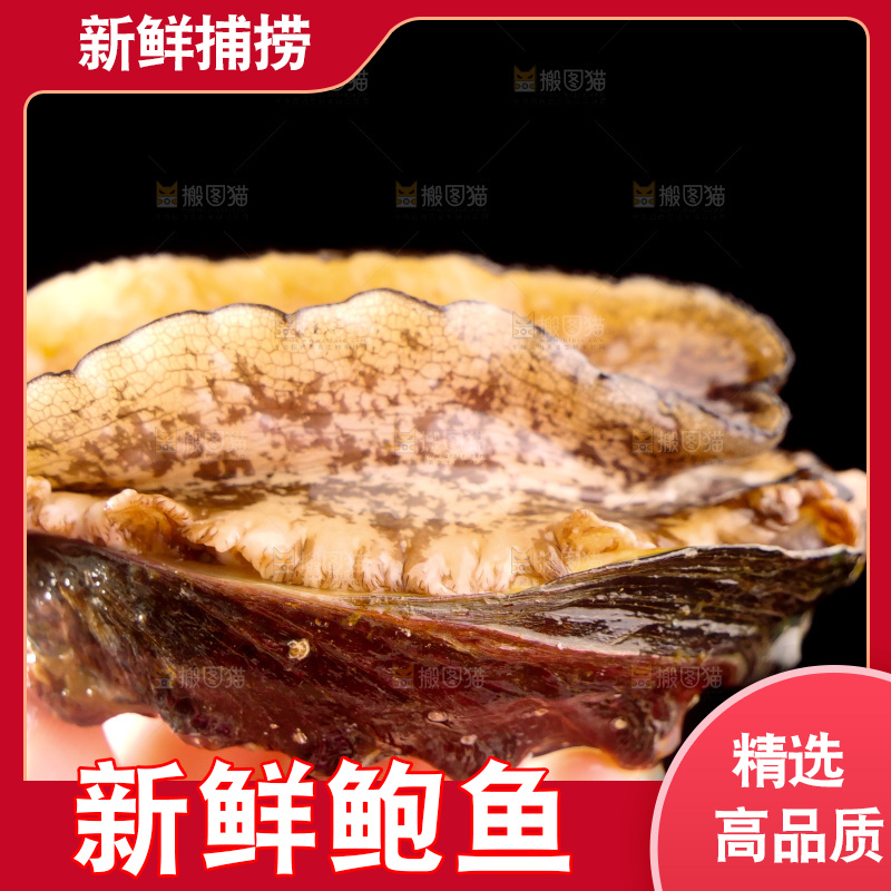 鲍鱼