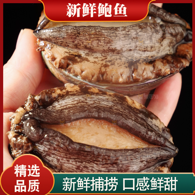 鲍鱼