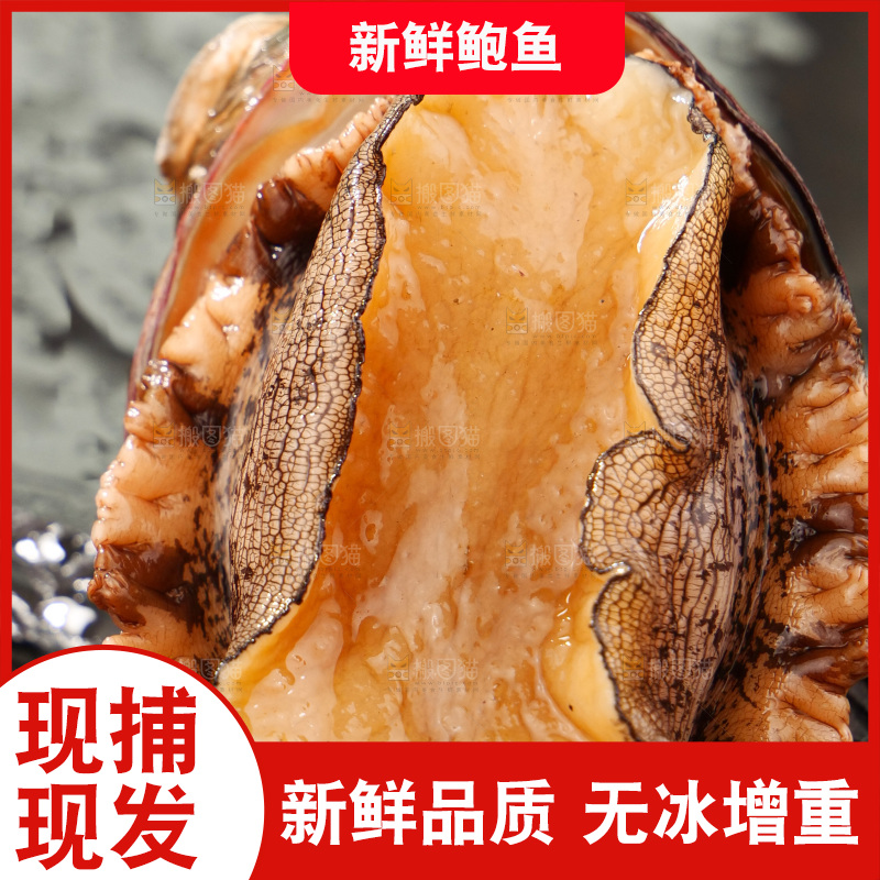 鲍鱼