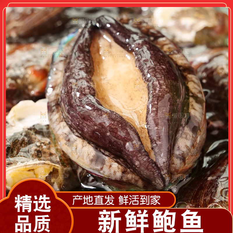 鲍鱼