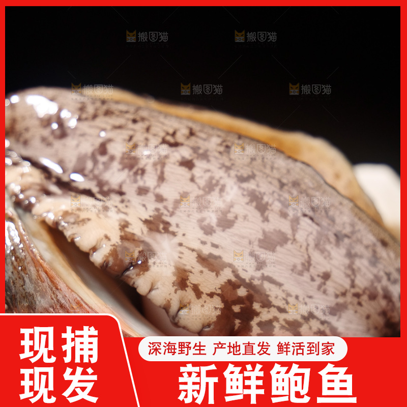 鲍鱼