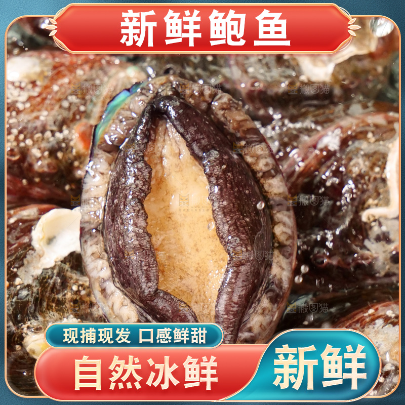 鲍鱼