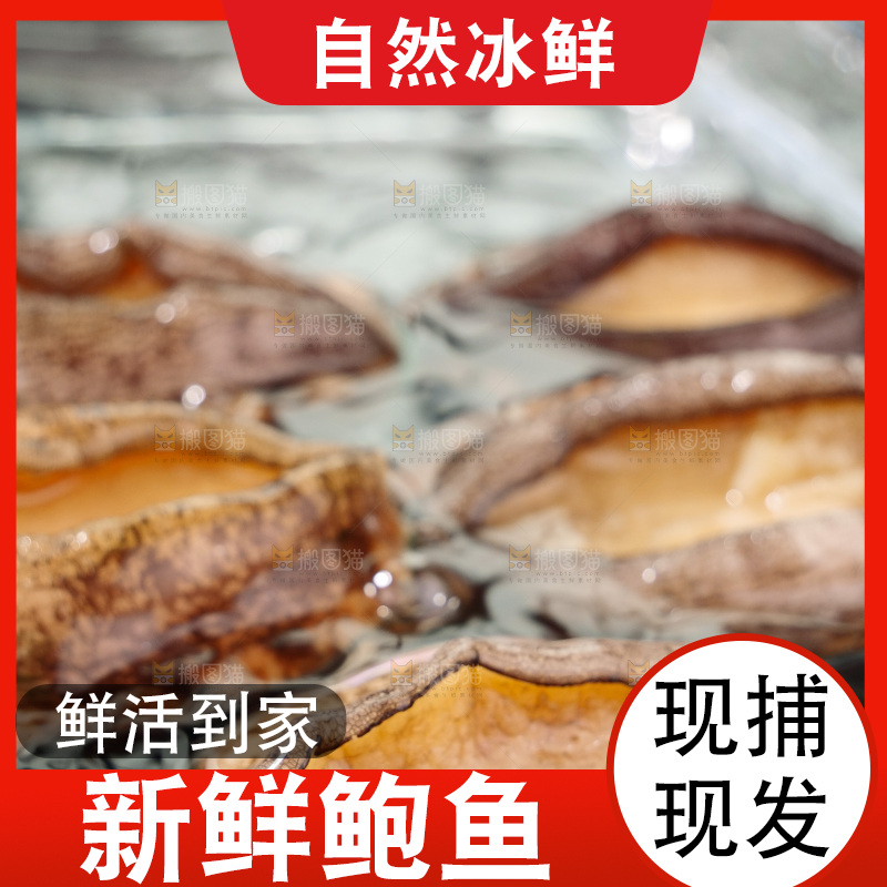 鲍鱼