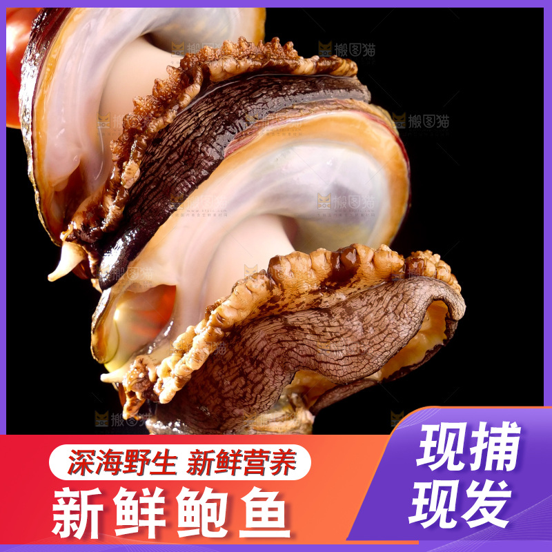鲍鱼