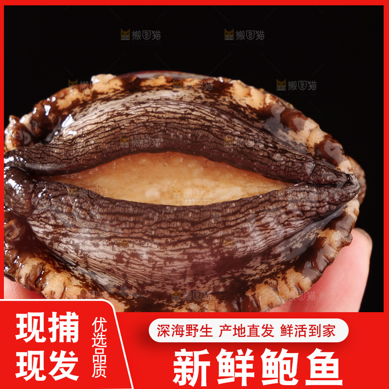 鲍鱼