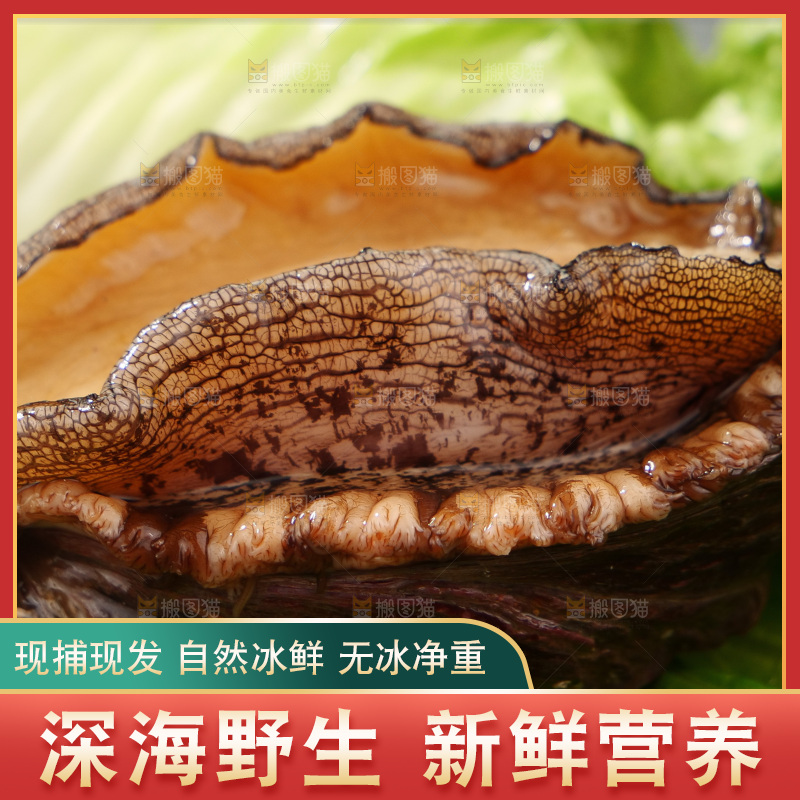 鲍鱼
