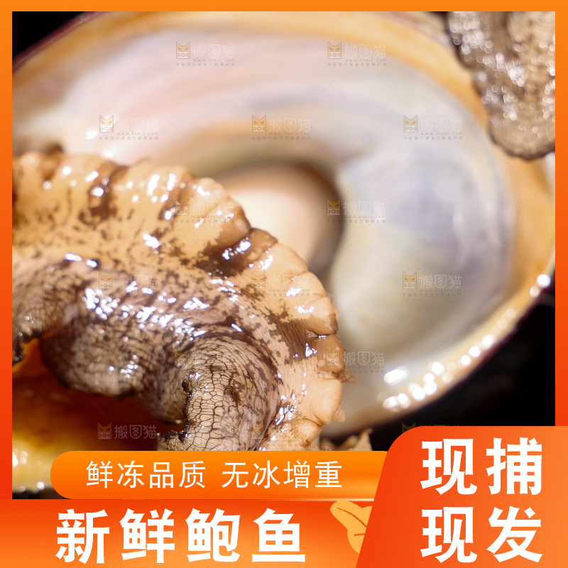 鲍鱼