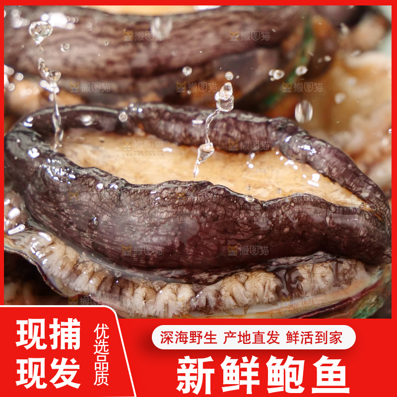 鲍鱼