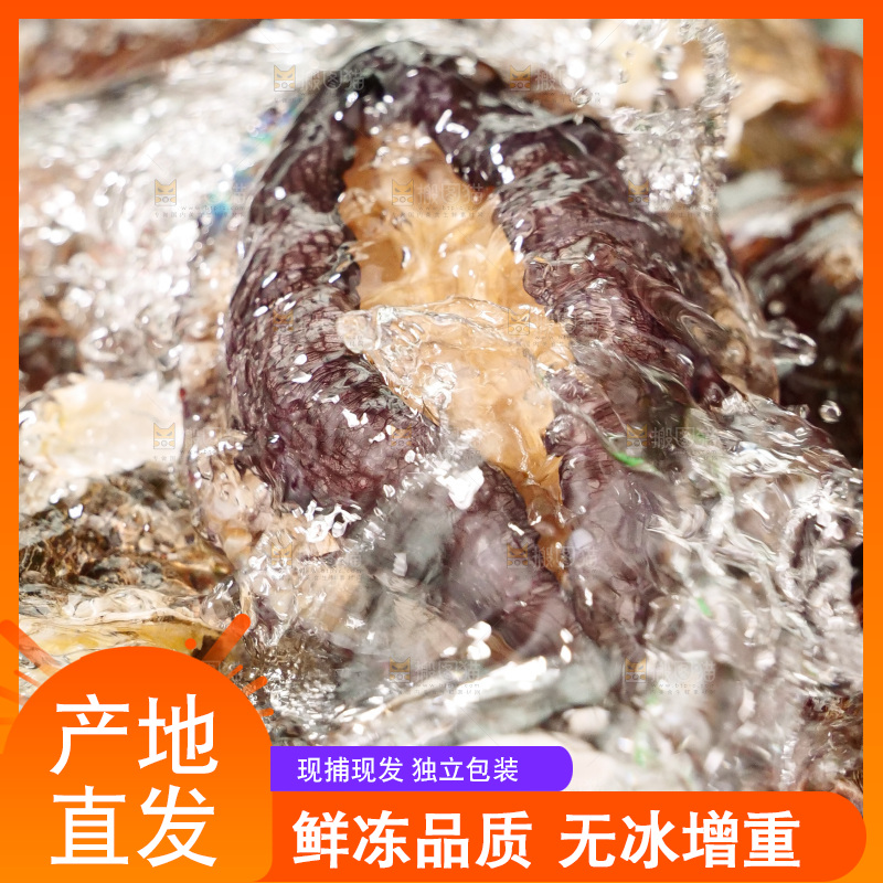 鲍鱼