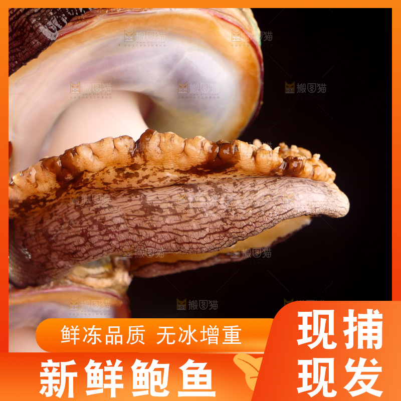 鲍鱼