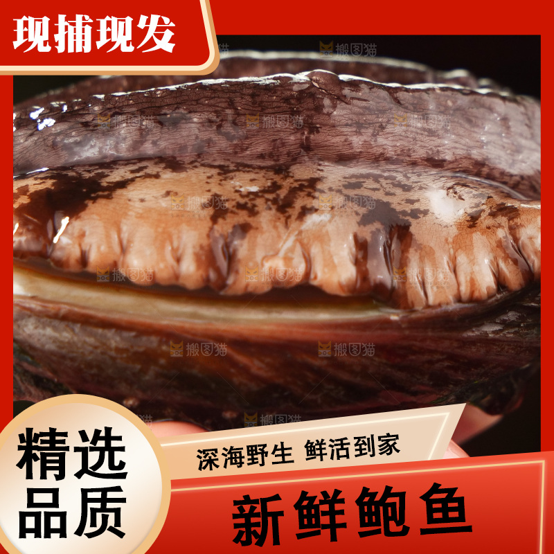 鲍鱼
