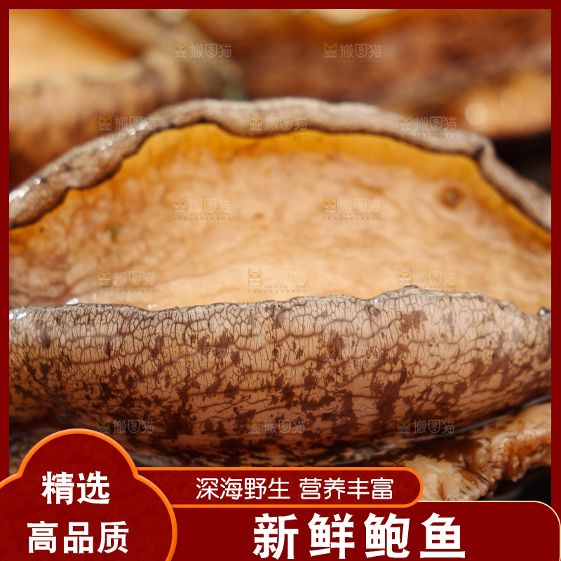 鲍鱼