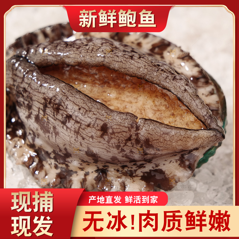 鲍鱼
