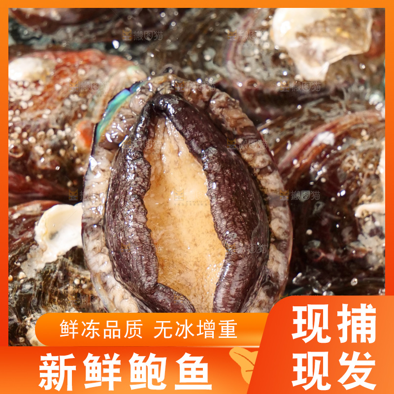 鲍鱼