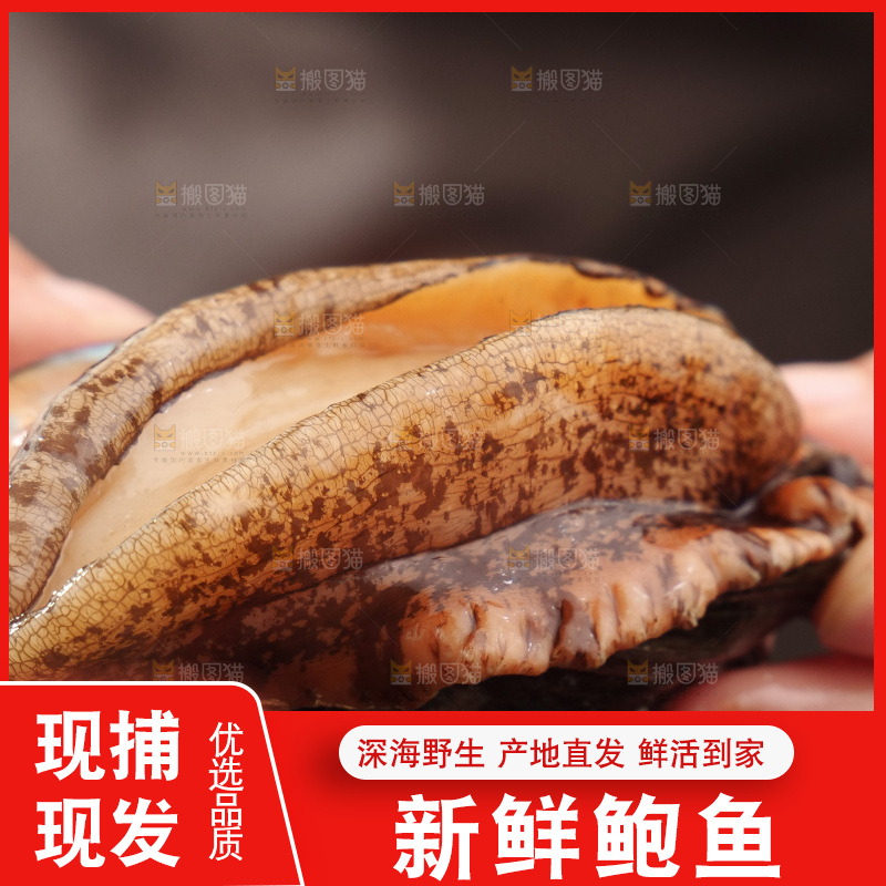 鲍鱼