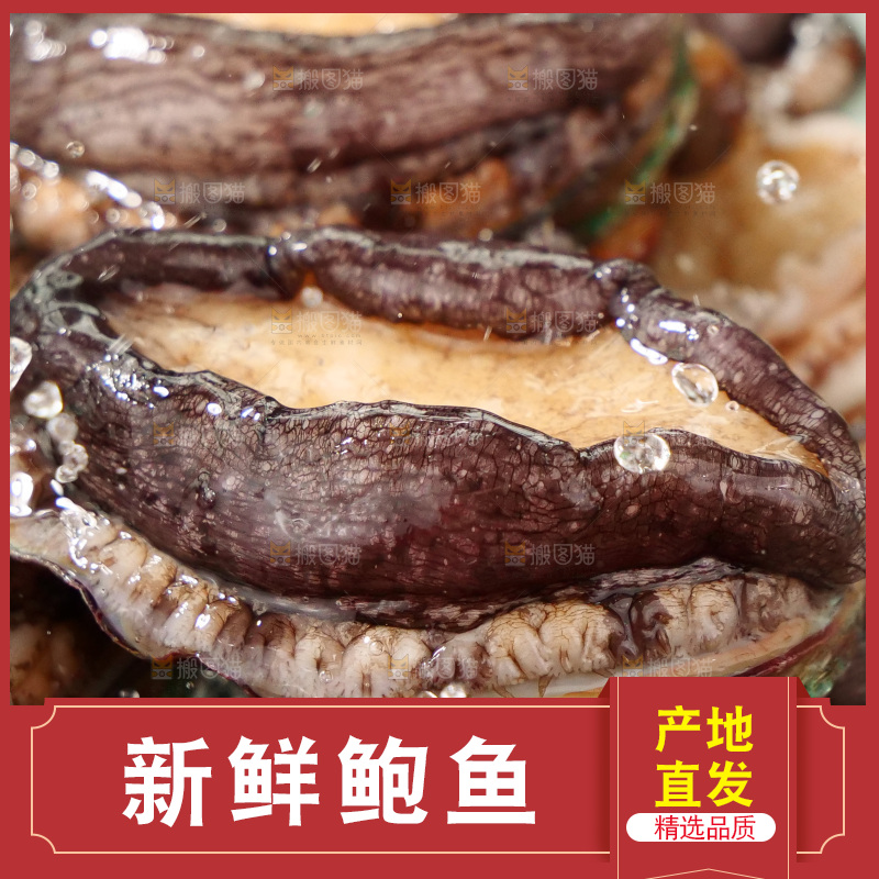 鲍鱼