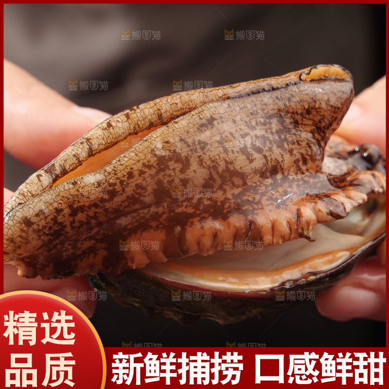 鲍鱼