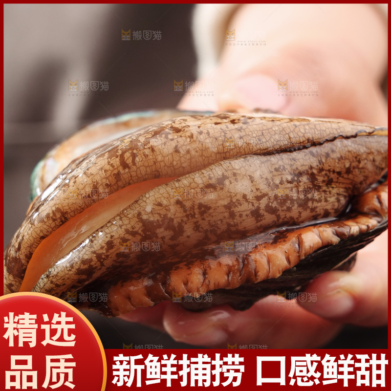 鲍鱼