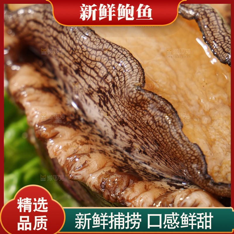 鲍鱼