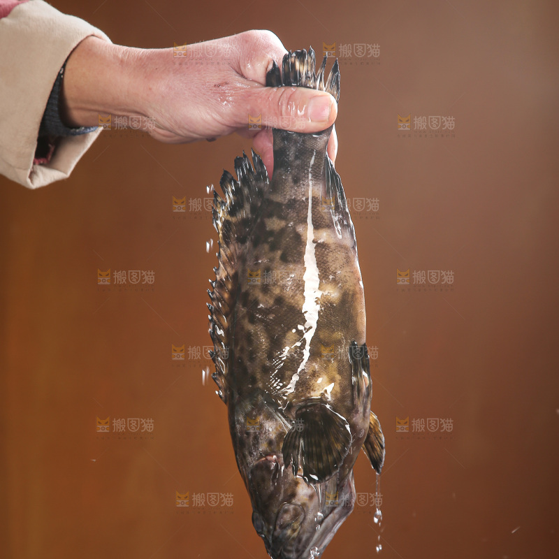石斑鱼