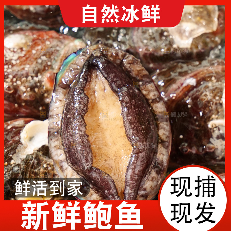 鲍鱼