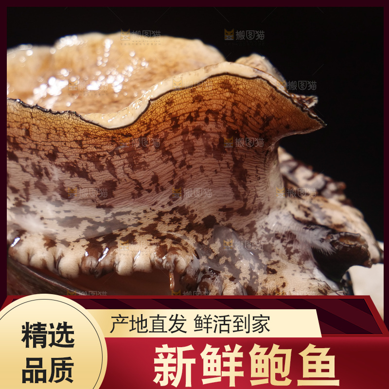 鲍鱼