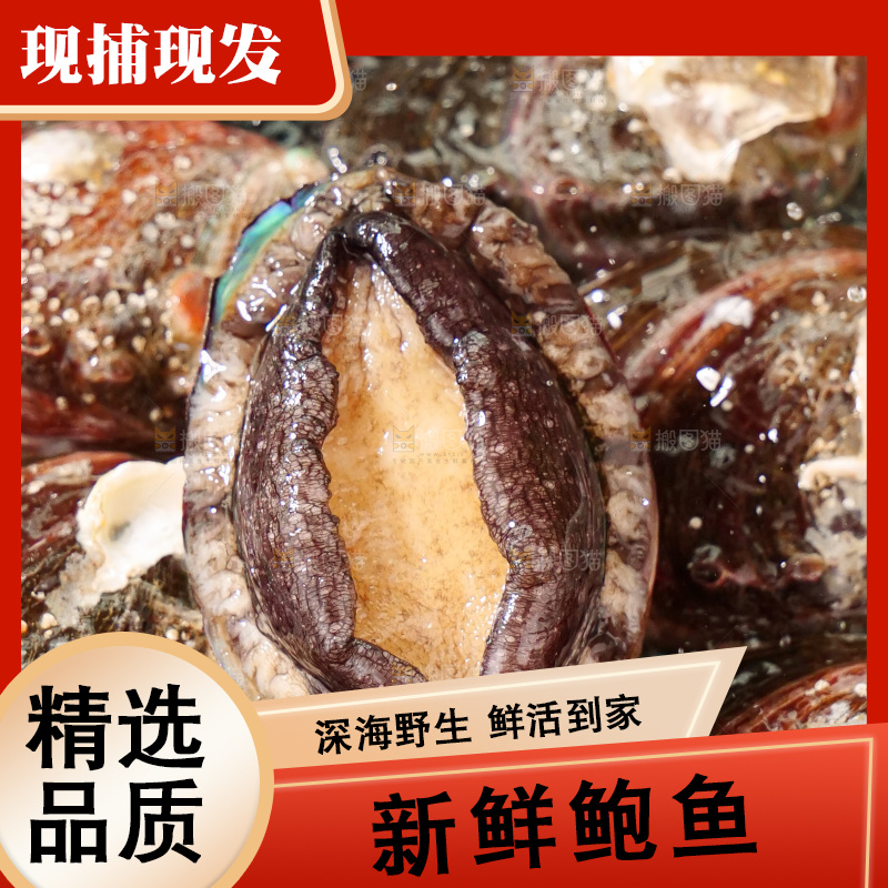 鲍鱼