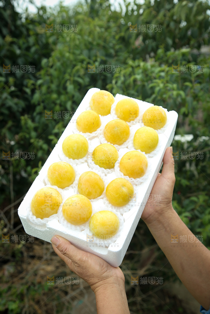 桃花李