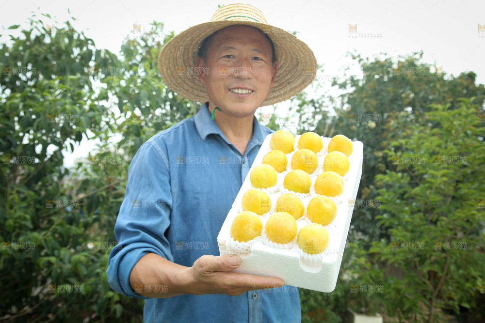 桃花李