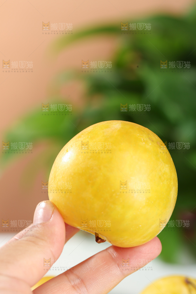 桃花李