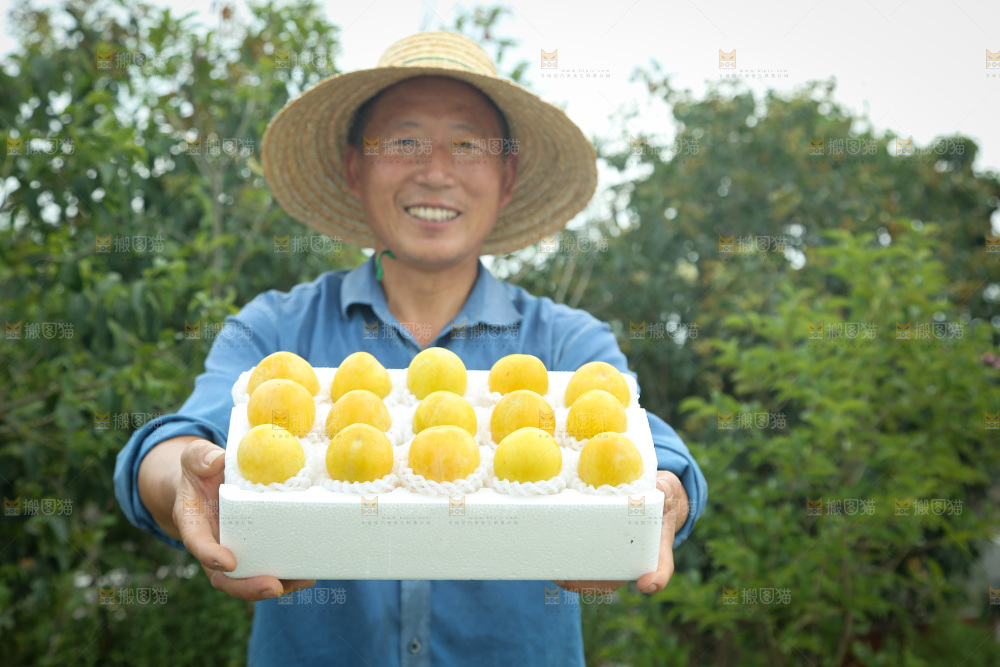 桃花李