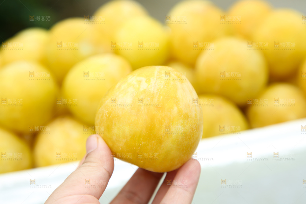 桃花李